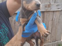 ORJİNAL BLUE VE EUROPE DOBERMAN