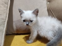 BRİTİSH SHORT HAİR MİNİKLER