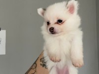 Pomeranian Yavrular