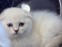 Scottish Fold Kedimiz