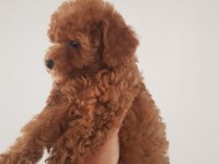 23 Haziran Doğumlu Poodle Bebekler