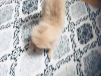 9 Aylık Erkek Yavru Pomeranian İlk Aşı Yapıldı