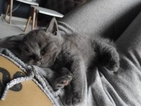 Aşırı oyuncu british shorthair