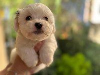 55 GÜNLÜK ORJINAL TERRIER YAVRULAR