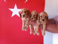 Sevimli ve Oyuncu Cocker Yavruları