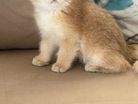 British shorthair erkek yavru teslime hazır