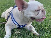 Lilac tan platinyum french bulldog dişimiz