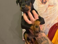 Doberman Yavrular Dişi Ve Erkek
