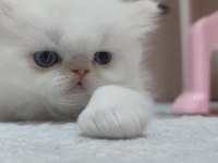 İRAN PERSİAN YAVRUMUZ YENİ YUVASINI ARIYOR