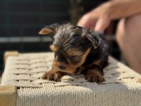 Petmode köpek çiftliğinden tea cup yorkshire