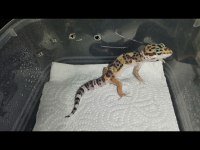 Gecko beyaz ve leopar desenli