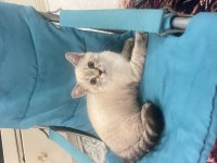 British blue point yavrum