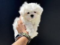 Petmode köpek çiftliğinden tea cup kore maltese
