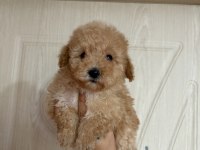 Herkes poodle sahibi olsun diye