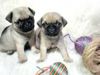 Irk Ve Sağlık Garantili Pug