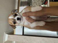 Chihuahua yavrularım