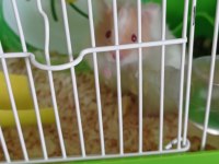 Hamster sahiplendirilecek eşyalariyla birlikte