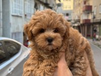 Sağlık Ve Irk Garantili Kore Maltipoo
