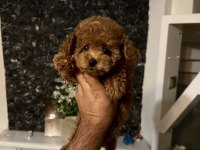 Orjinal toy poodle