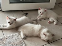 British longhair 2.5 aylık 2 dişi 2 erkek