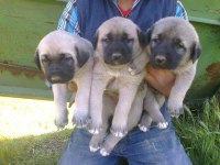 Sağlam Kangal Yavruları