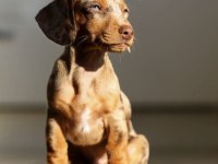 Nadir güzellikte Merle Dachshund (sosis köpek) Yavrumuz