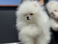 Petmode köpek çiftliğinden  sçr li pomeranian 