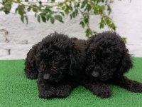 Siyah poodle yavrularımız