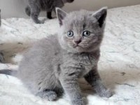 Irk Ve Sağlık Garantili British Shorthair