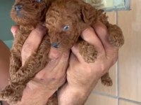Red Poodle yavrularımız