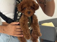 Toy Poodle Köpeği