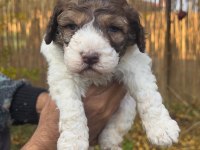 Maltipoo Bebekler (Baba siyah beyaz Poodle, Anne Maltese)