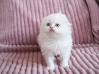 Muhteşem Scottish Fold Longhair