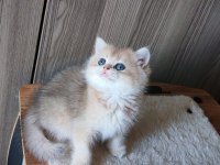 Blue golden dişi yavru kedimiz