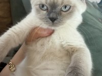 British Colorpoint Shorthair