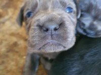 Blue Cane Corso Yavrularımız