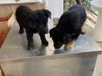 Alman kurdu yavru köpekler