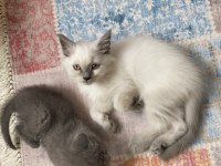 British blue point british bebekler