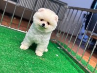 Pomeranian boo erkek 2.5 aylık