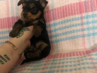 18 ekim doğumlu teacup Yorkshire terrier