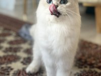 British longhair kedisi