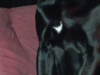 Mükemmel genetik 2.5 aylık cane corso