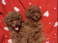 Toy poodle ırkının en güzeli mükemmel yavrular