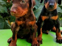 A şecereli anne ve babadan a scrli doberman yavrular