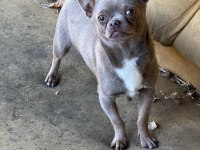 Lilac Erkek Teacup Chihuahua