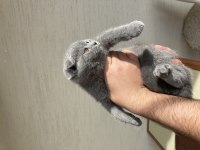 Scottish Fold Bebeklerim