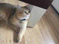 Golden british shorthair oğlumuza yuva arıyoruz