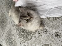 Pıtır bey iran kedisi