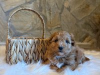 Maltipoo cinsi yavrularımız