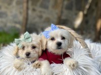 MALTİPOO DİŞİ YAVRULAR